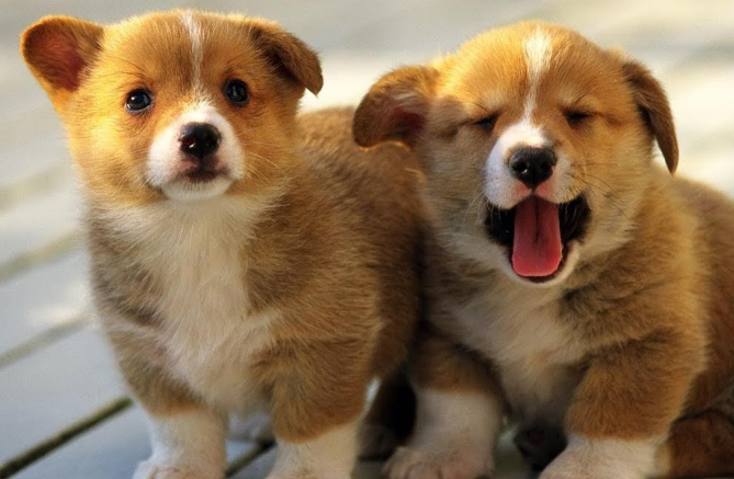 Hybrid Dog Isn T That Just Another Word For Mutt Cats And Dogs Hybrid Dog Isn T That Just Another Word For Mutt