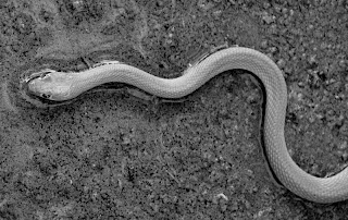 SOMEONE IN AL AIN: Wadi racer snake in Jimi oasis