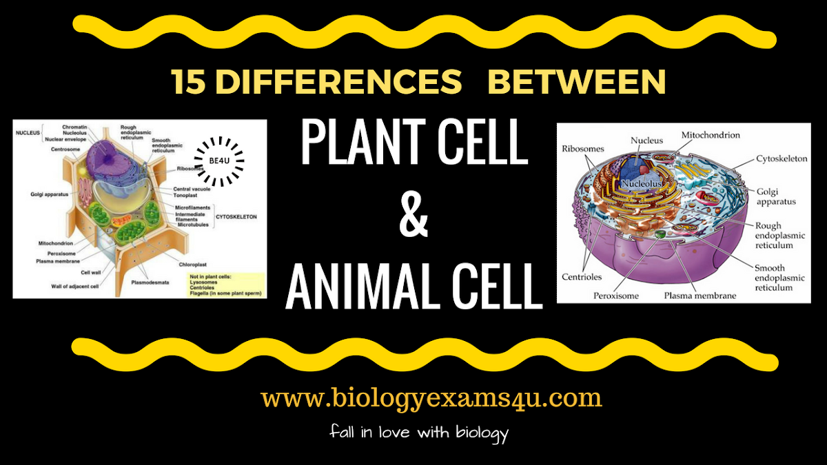 Difference between Plant cell and Animal cell (15 Differences) | Plant Cell  vs Animal Cell