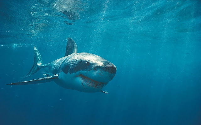 Photo of a dangerous great white shark