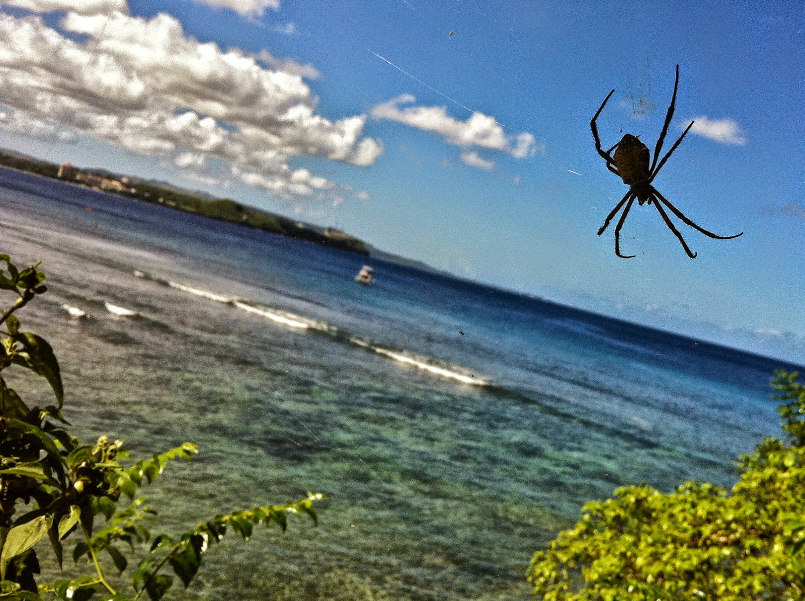 Spider island. Паучий остров Айтолико. Остров Гуам пауки. Остров Айтолико с пауками. Пауки на Сейшелах.