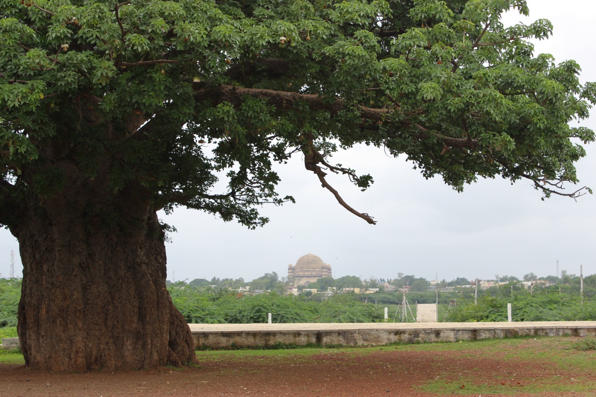 Journeys across Karnataka Oldest Tree of Bijapur