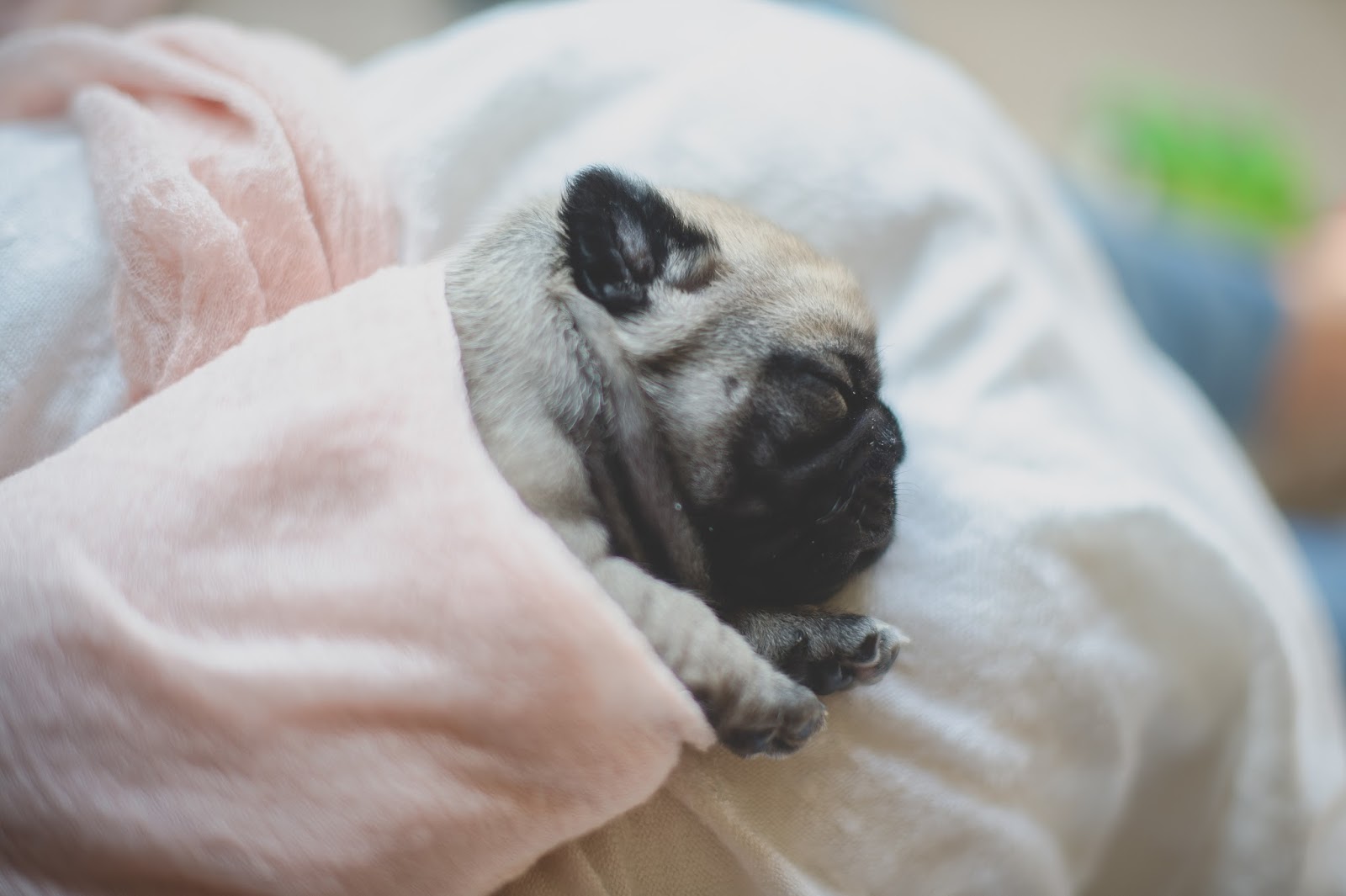 Daisy Baby Photography : Newborn Pug Puppies, Daisy Baby Photography