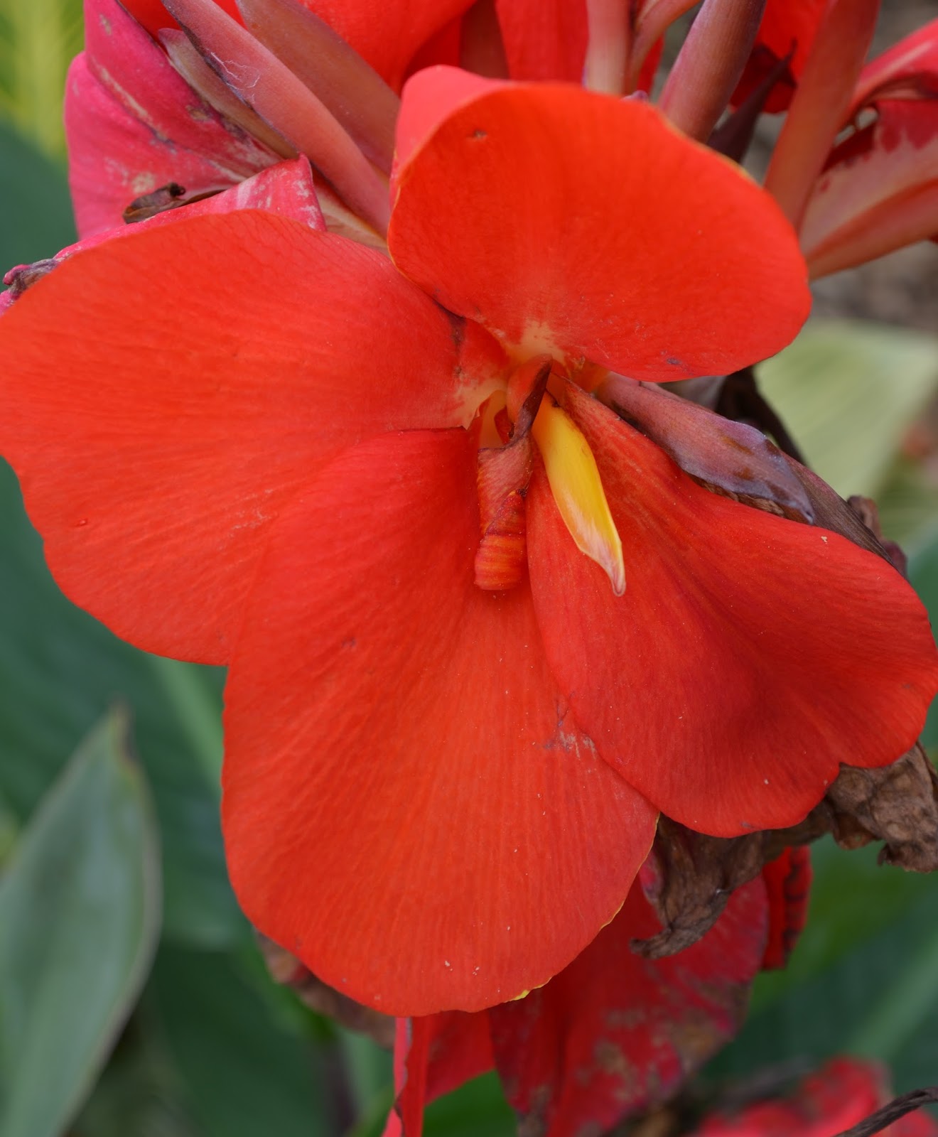Brian's Botanicals The Canna Flower