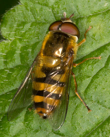 Epistrophe species.  Hoverfly.  Joyden's Wood, 12 May 2012.