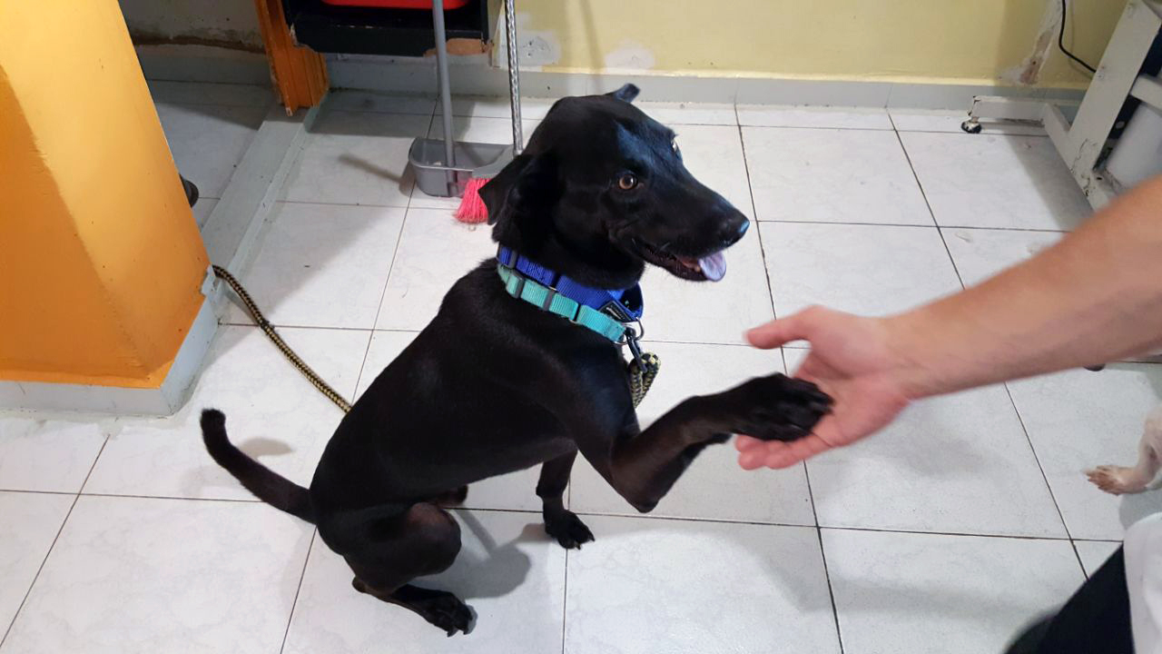 Halfway There Dog Rescue Halfway There Dog Rescue