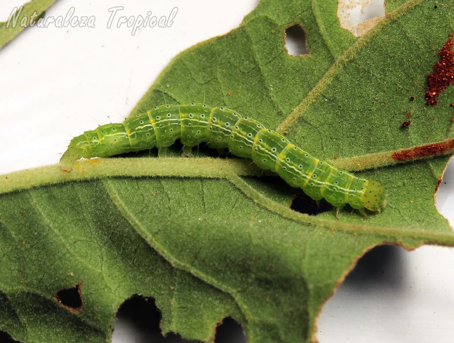 Oruga de la polilla (Alabama argillacea) más dañina que ataca las plantaciones de algodón (género: Gossypium) y provoca pérdida de millones de dólares