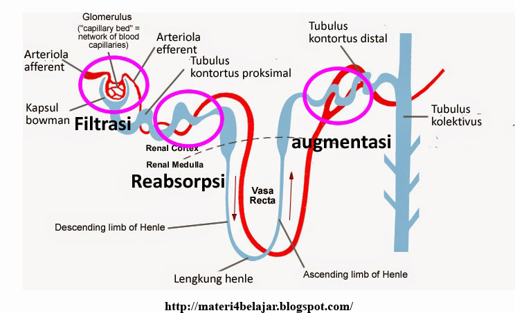 Skema Dan Proses Pembentukan Urine Beserta Gambarnya Terbaru