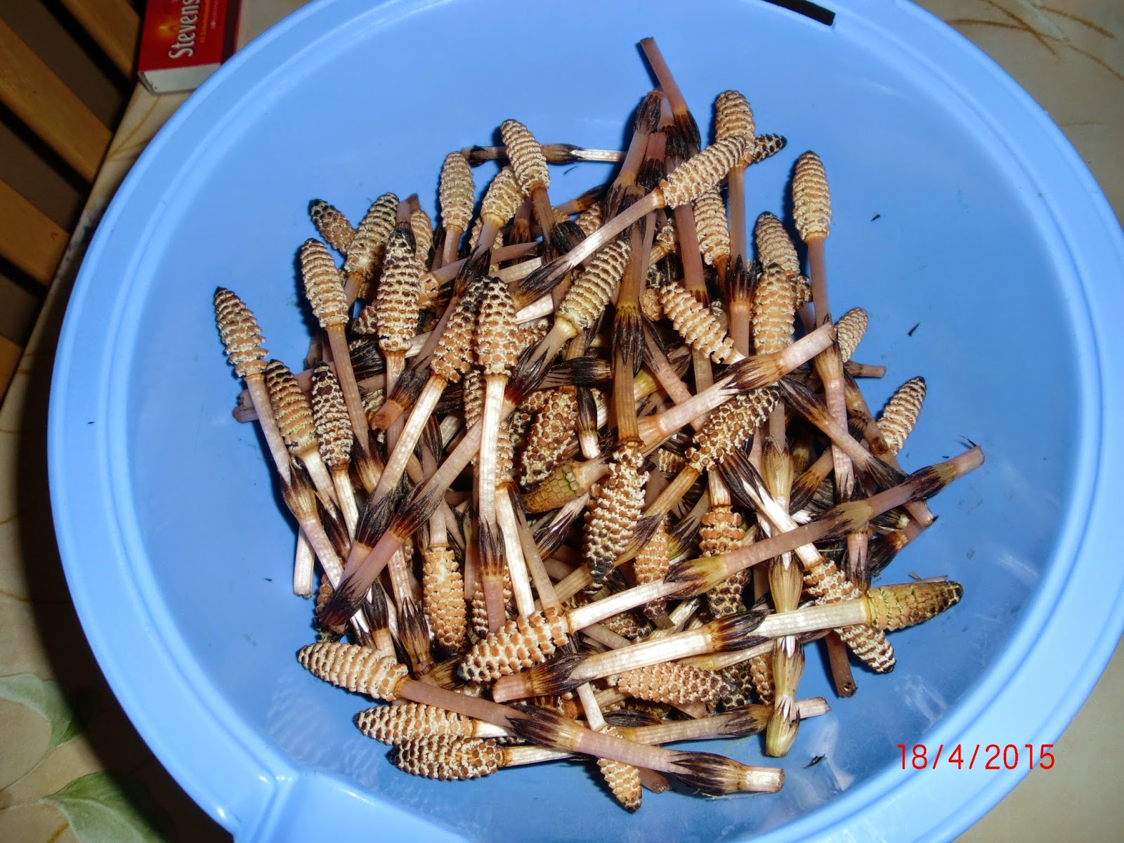 Zum Wohle des Ganzen - Gedanken sind Energie: Ackerschachtelhalm als