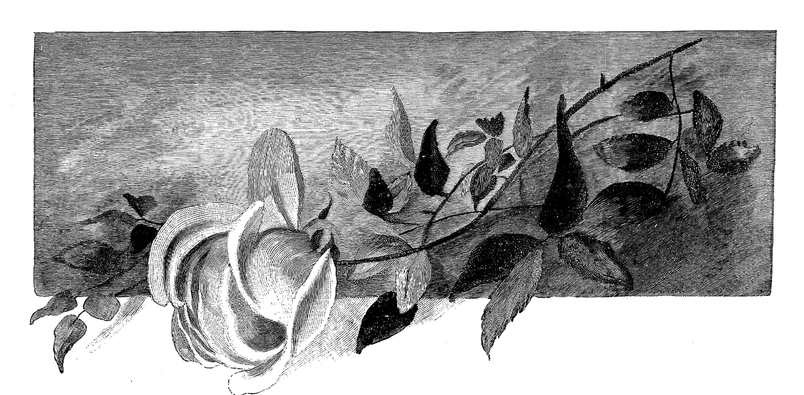 Digital Stamp Design Rose Iris Flower Printable Transfer Artwork