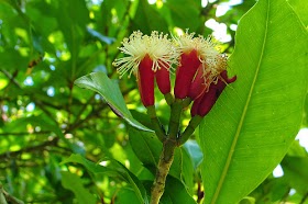 Cengkih Flora Identitas Provinsi Maluku Utara