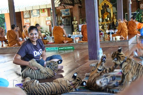 Tiger Temple- Thailand 