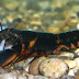 Cherax Sp.Black Orange Tip : กุ้งแบล็คออเร้นทิป