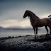 Letest and best Horse Animals HD Wallpapers Download Animals Desktop Backgrounds