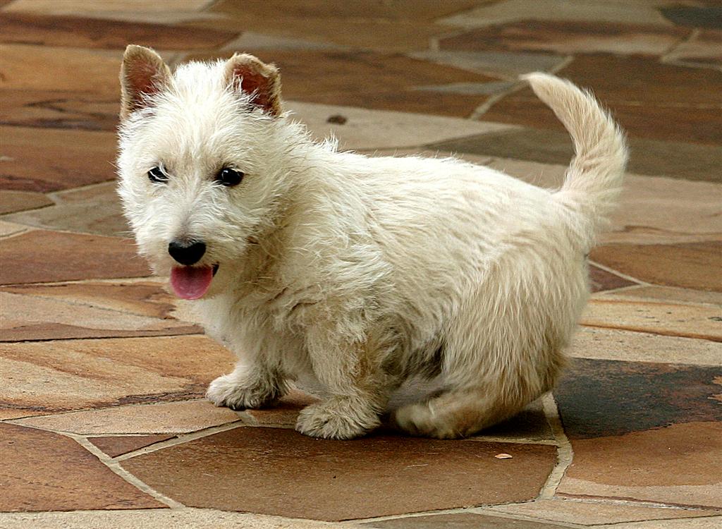 Puppy Breeds Pictures