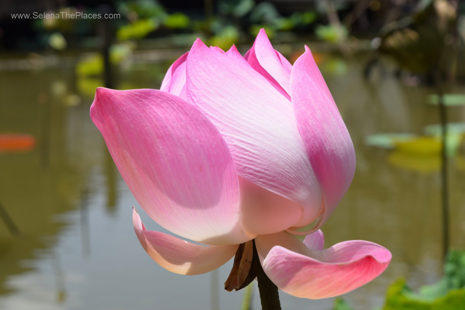 Bangkok Lotus Farm