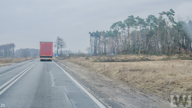 Wycinka drzew pomiędzy Szubinem a Bydgoszczą