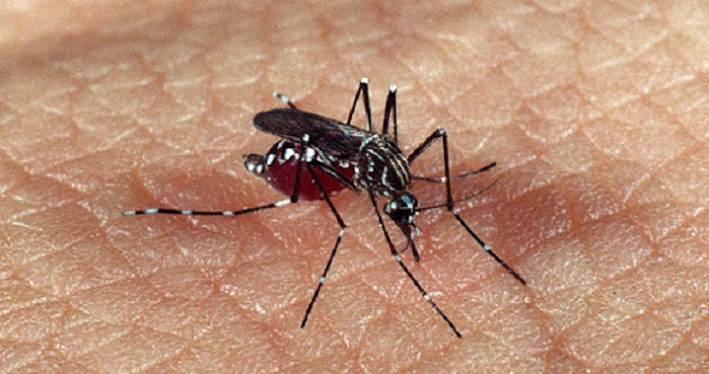 Óleos de orégano e de cravo no combate ao Aedes aegypti
