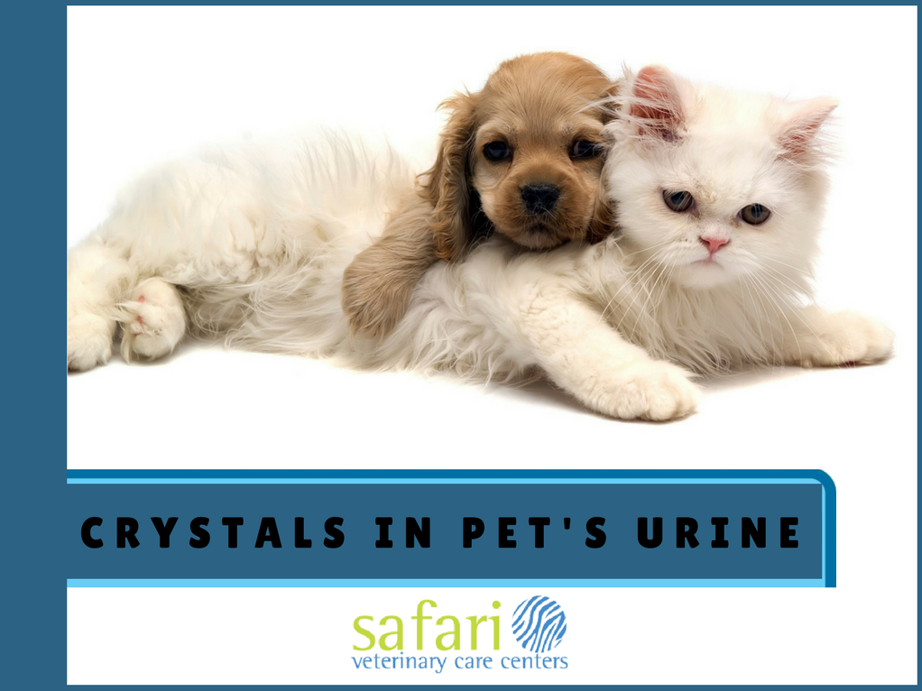 What Does It Mean If Your Pet Has Crystals In The Urine? Safari Vet
