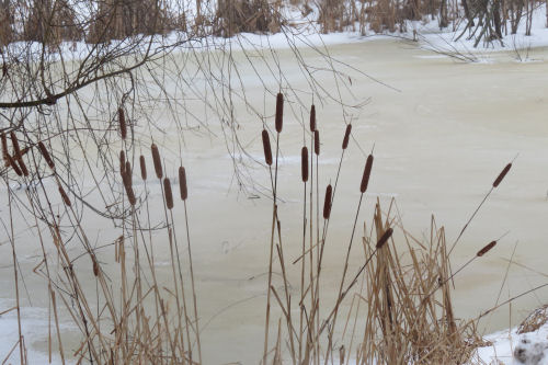 cattails