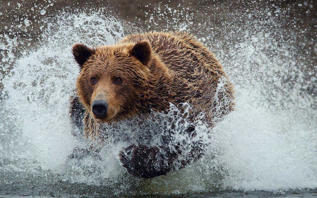 brown bear water wallpaper