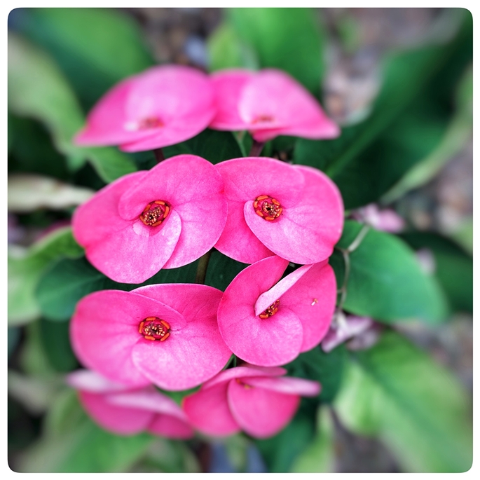My Image 7