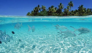 Ikan di laut lingkungan alam Ikan di laut lingkungan alam