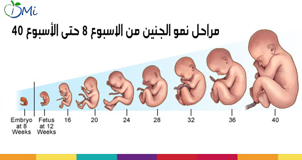 مراحل تكوين الجنين مراحل تكوين الجنين