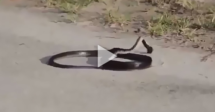 Snake started to act weird, kills itself