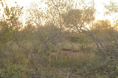 Impalas, Parque Kruger, Sudáfrica Impalas, Parque Kruger, Sudáfrica