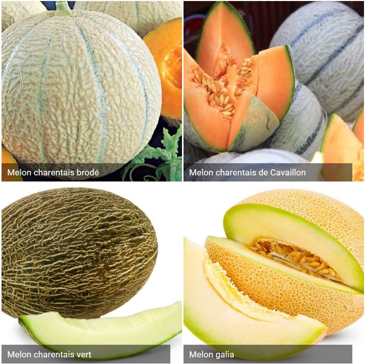 Breuillet Nature Tout savoir sur les melons