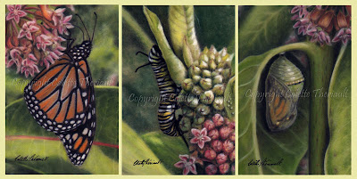 Monarch Butterfly Development and Common Milkweed painting series by Colette Theriault