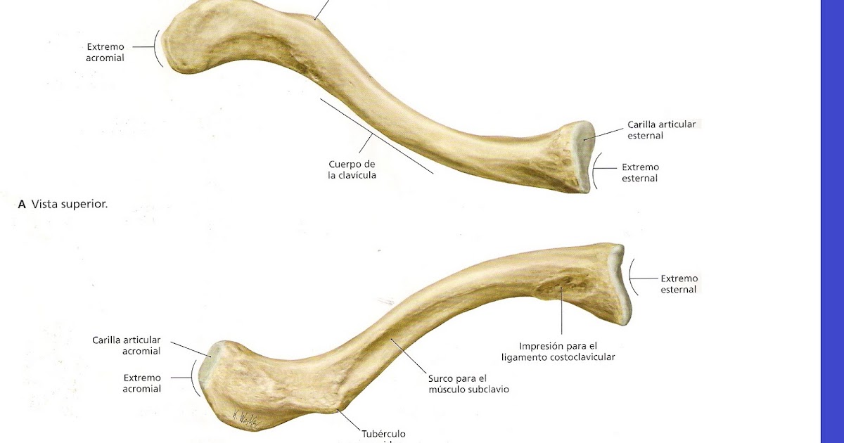Miembro superior Huesos de la cintura