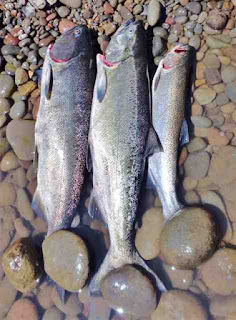 Rogue-river-salmon-and-steelhead