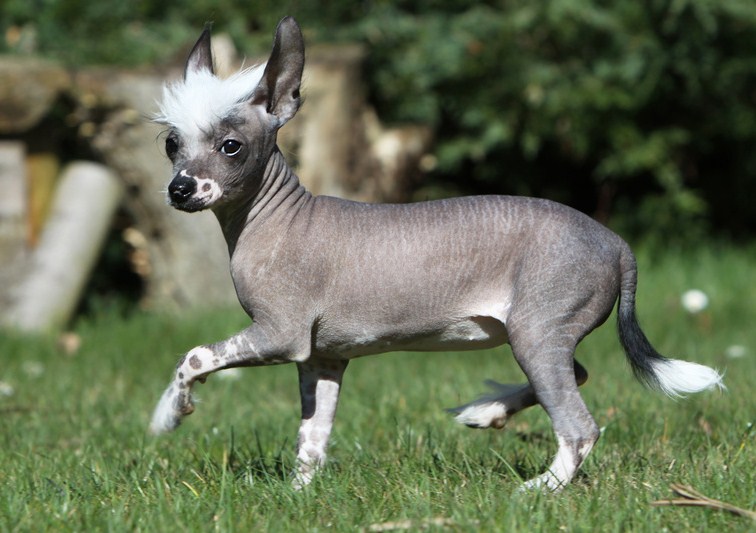 Kleine Bis Mittelgroße Hunderassen, die bellen nicht Hunde Welpen