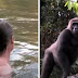 Gorilla's reunion with his adoptive Father after 5 years