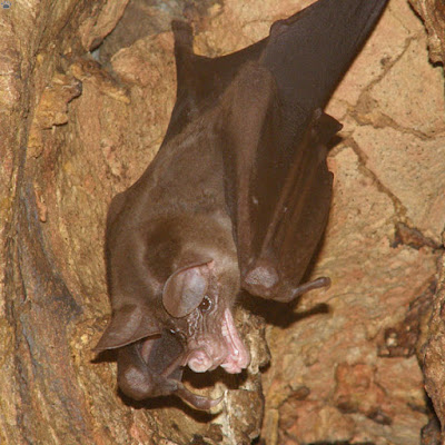 Spectral Bat