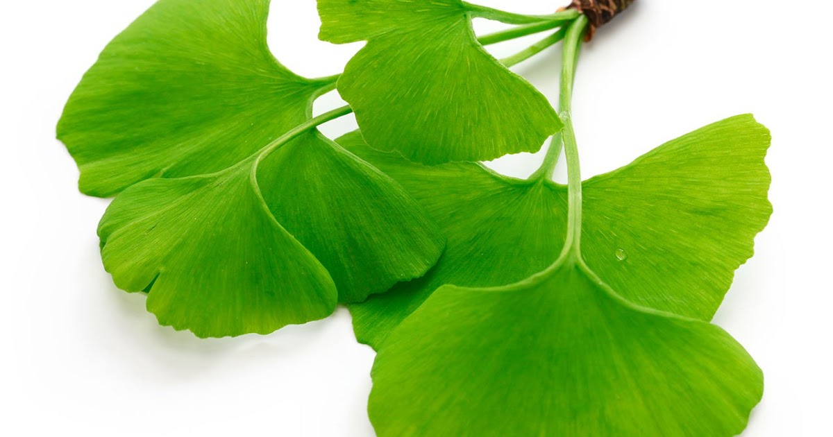 Ginkgo biloba y sus beneficios