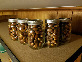 Fermenting acorns in mason jars