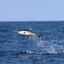 Venice Fishing Lodge – a Wonderful place for Vietnamese oversea students in America