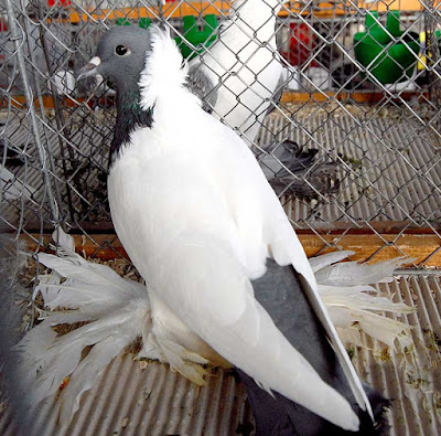 german muffed pigeons - Tête de Maure Allemand ancien
