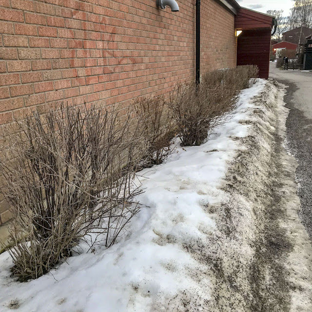 buskar, buskklippning, buskföryngring buskar, buskklippning, buskföryngring