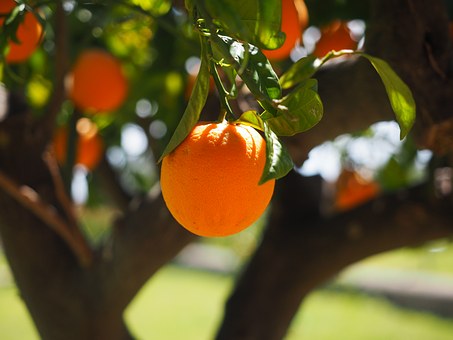 9 Manfaat Buah Jeruk, Meredakan Sembelit Hingga Mencegah Kanker