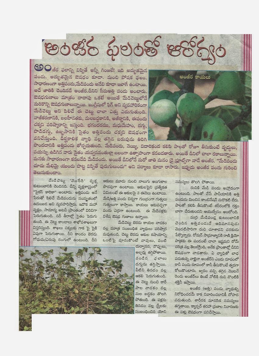 AYURVEDAM ఆయుర్వేదం FIG ( FICUS CARICA ) ( ANJEER PANDU IN TELUGU ) DR. EVATURI RAMAKRISHNA