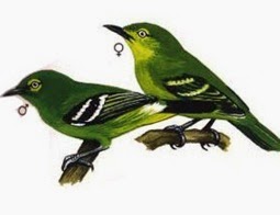 Burung Sirtu Ciri Ciri Burung Sirtu Ciri Ciri Sirtu Cipeuw Cipoh