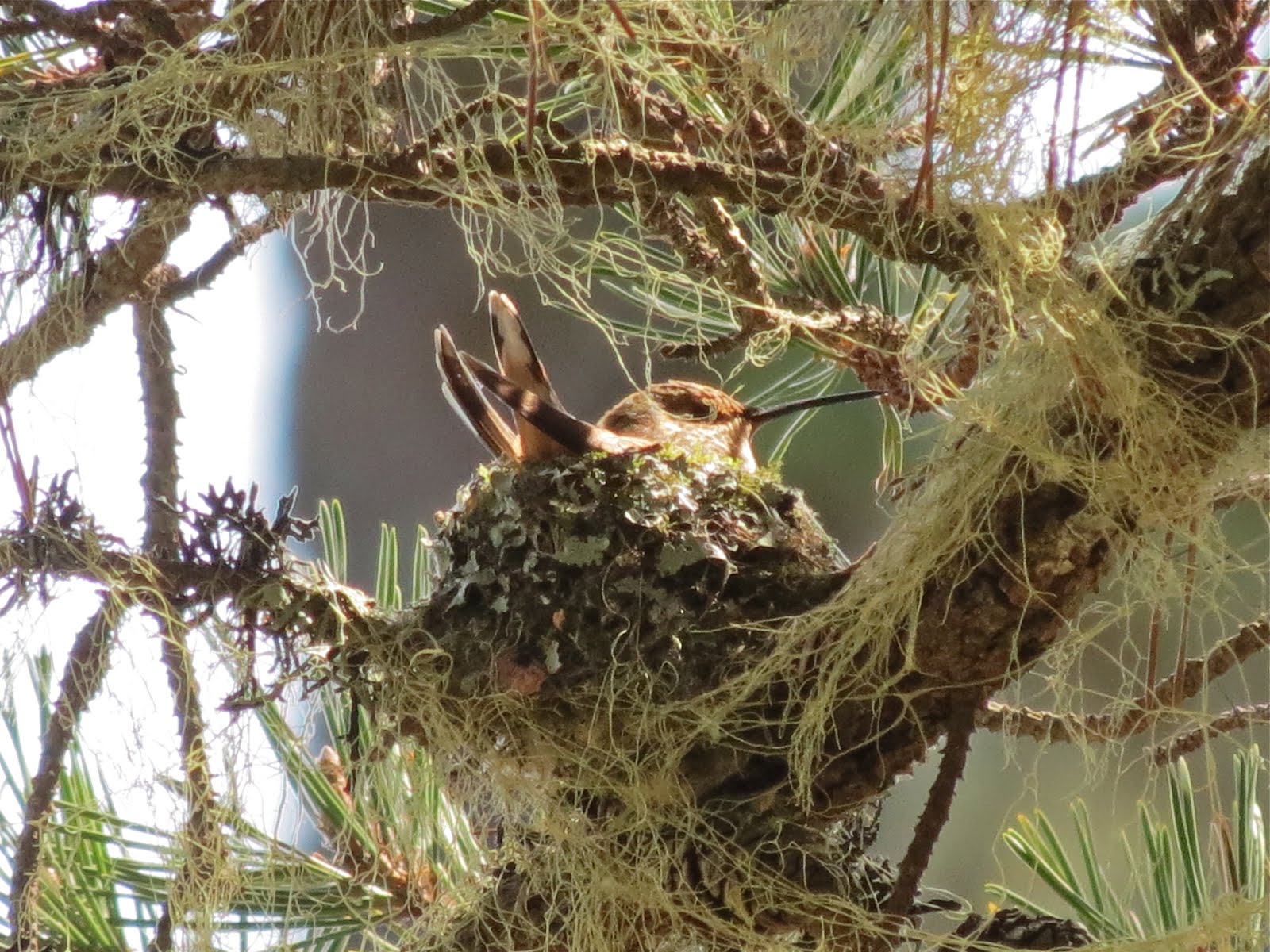 Portland Birder Hummingbird Nest