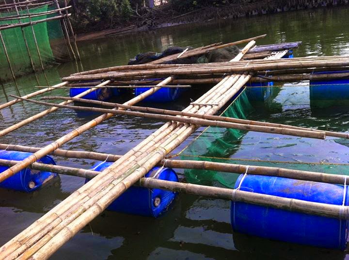 SeaLand: Farming Milkfish in Palawan, Philippines