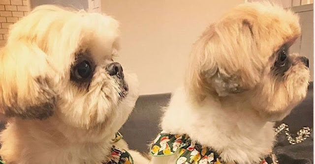 17 coisas estranhas que todo dono de SHIH TZU faz secretamente