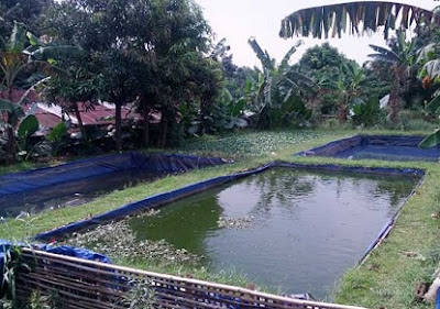 cara budidaya ikan,ternak ikan gabus di kolam terpal,nila di kolam terpal,lele kolam terpal,patin di kolam terpal pdf,gurame di kolam terpal,belut kolam terpal, cara budidaya ikan,ternak ikan gabus di kolam terpal,nila di kolam terpal,lele kolam terpal,patin di kolam terpal pdf,gurame di kolam terpal,belut kolam terpal,