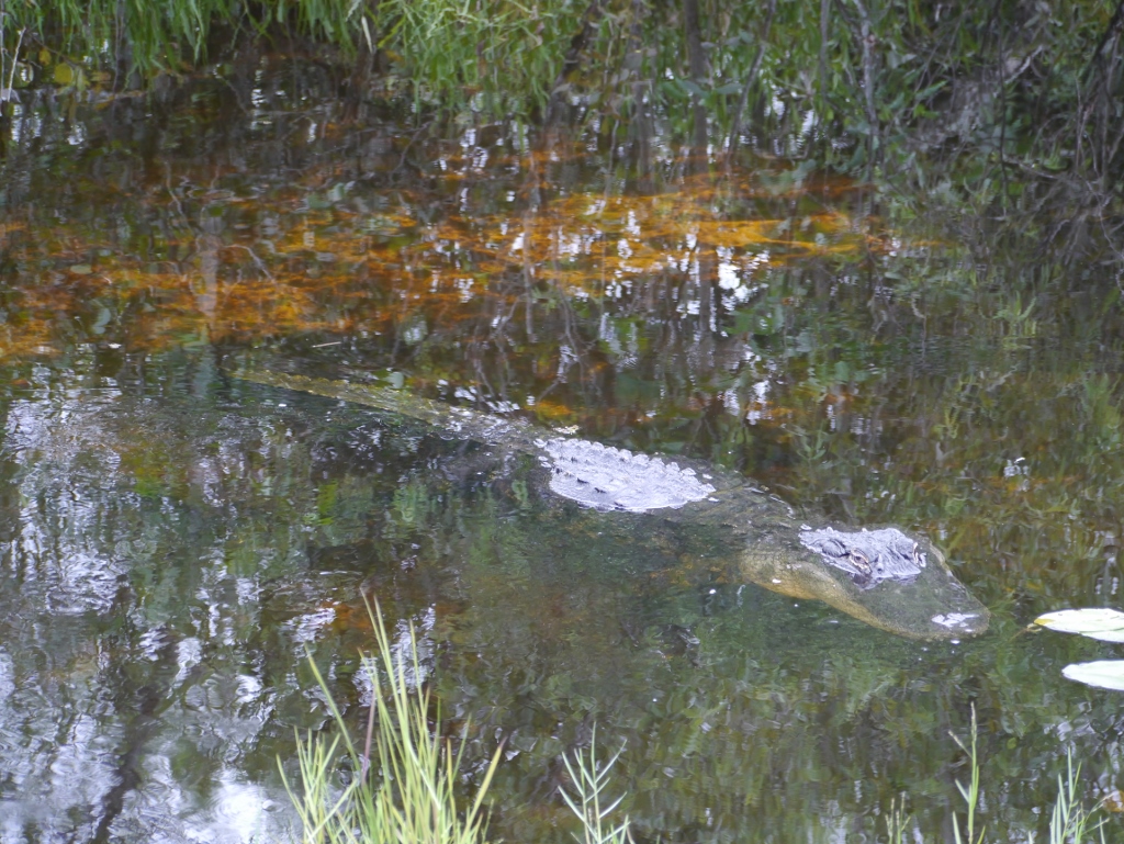 Everglades National Park  Shark Valley Alligator